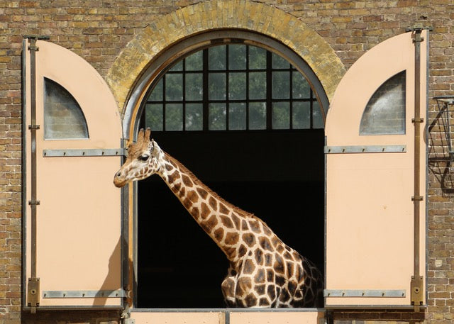 ZSL | LIGA - Wild About Conservation
